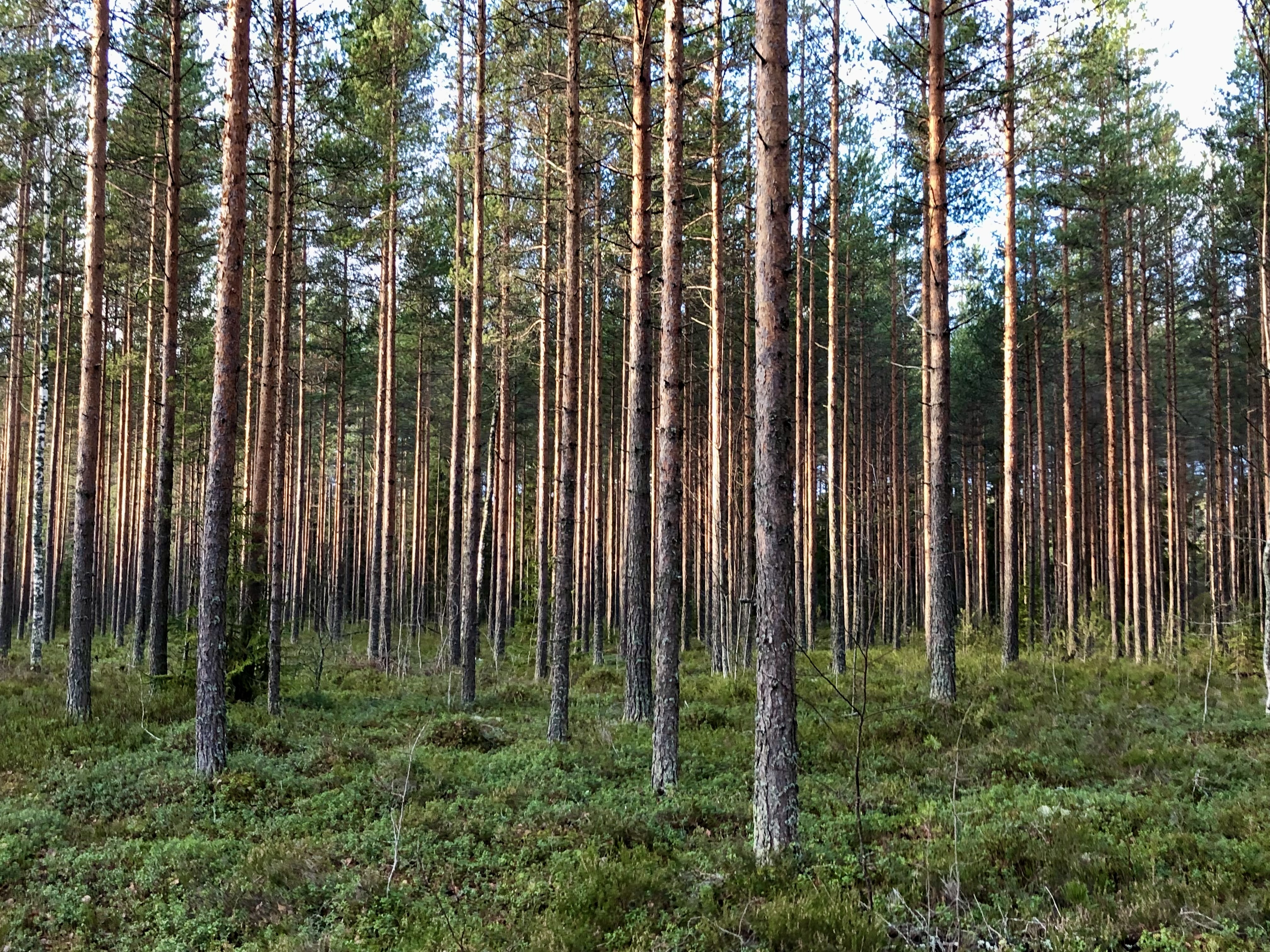 Mäntymetsää ja metsämaastoa.