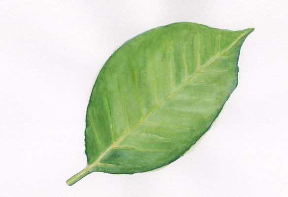 Piirros vihreästä puunlehdestä.