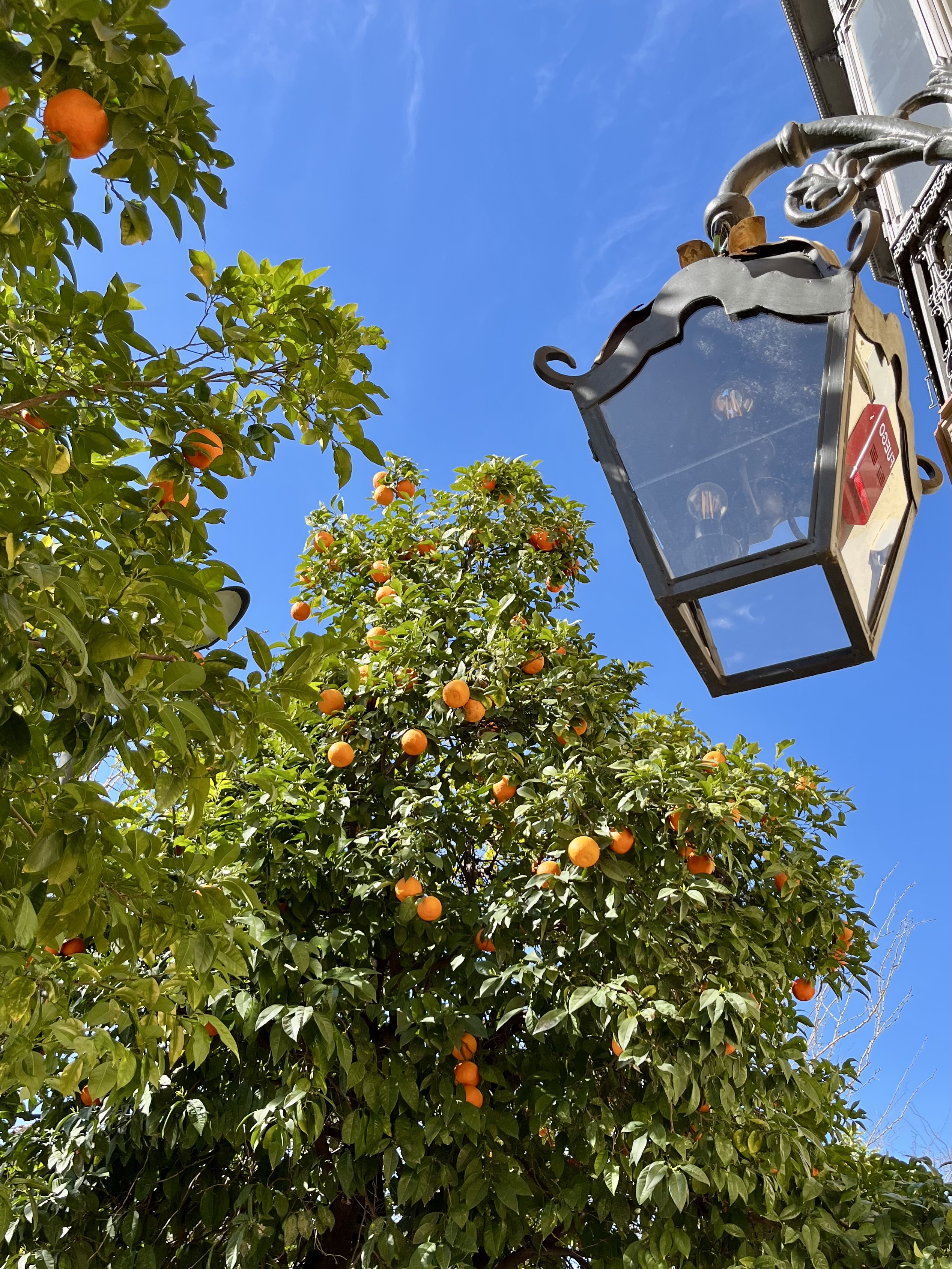 Appelsiinipuu.