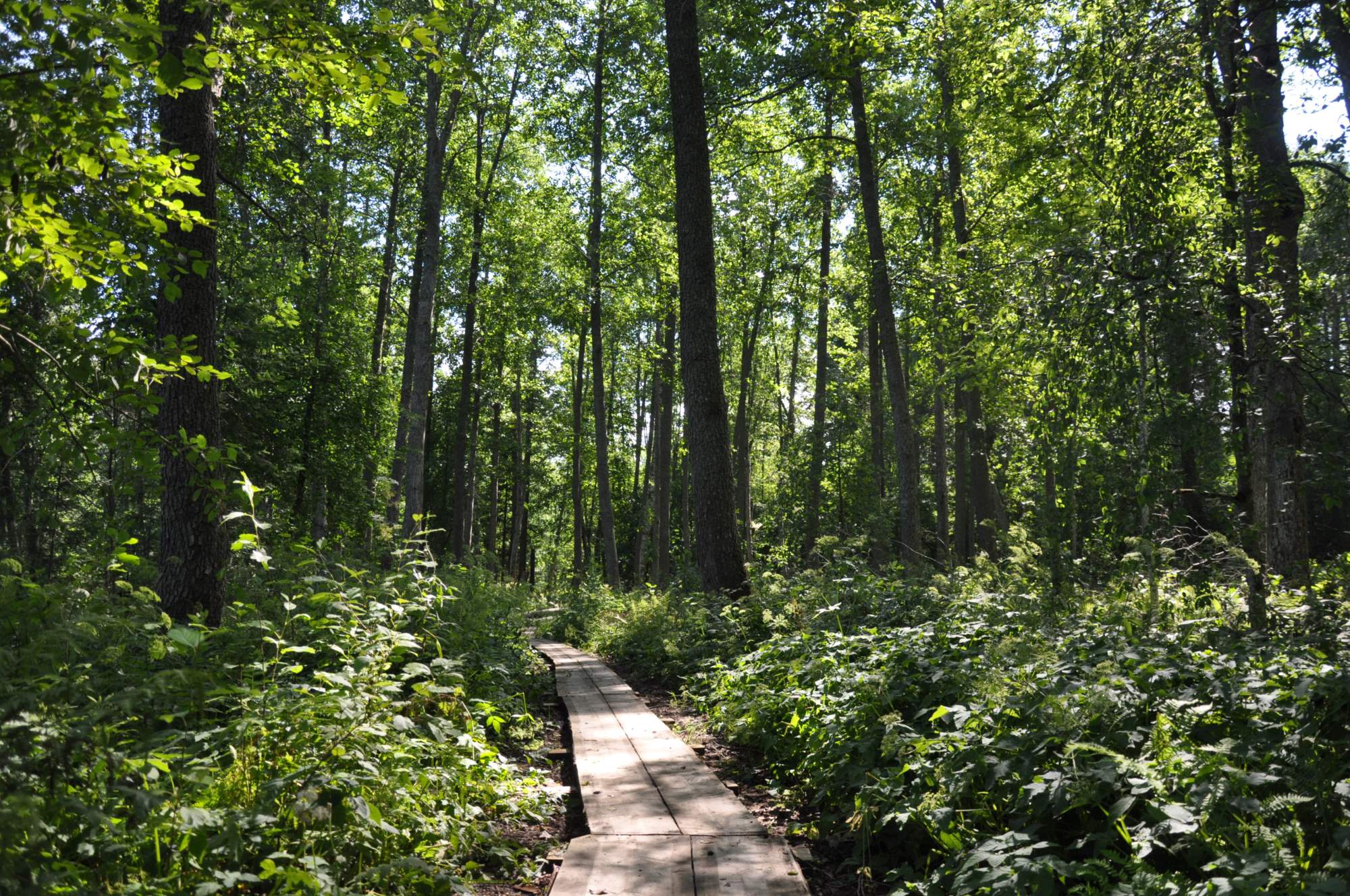 Kuvassa vehreän kasviston halki kulkevat pitkospuut aurinkoisena kesäpäivänä.