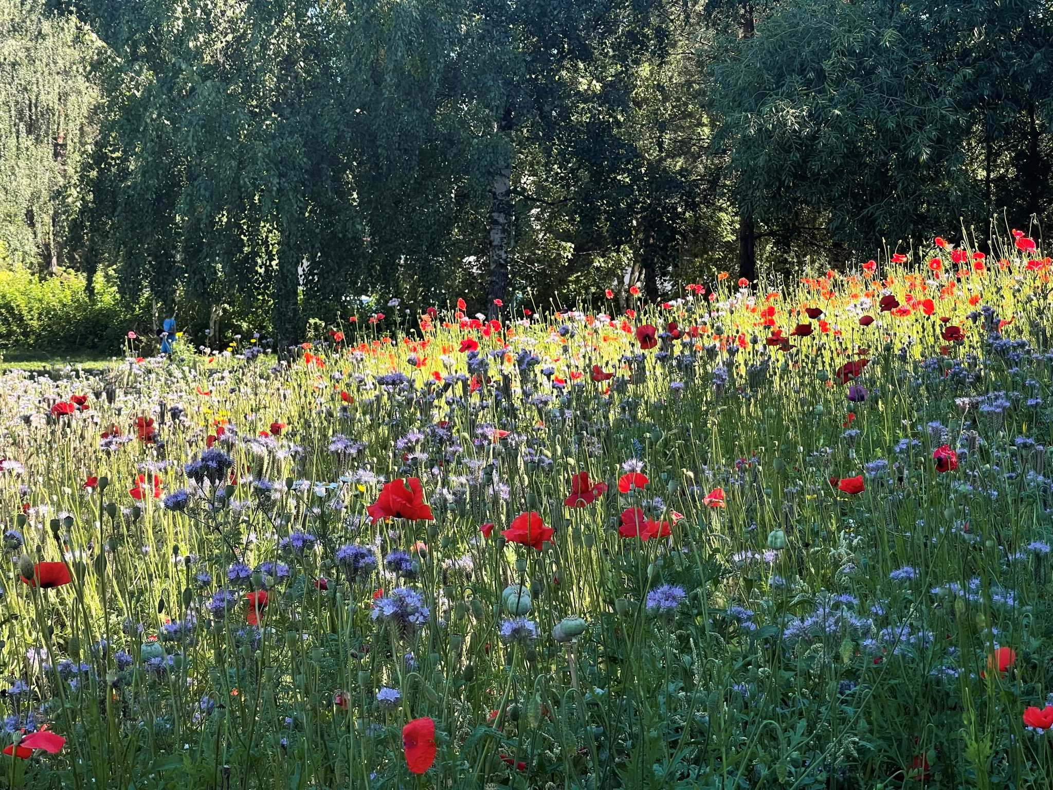 Kukkia ja taustalla vehreää puustoa.
