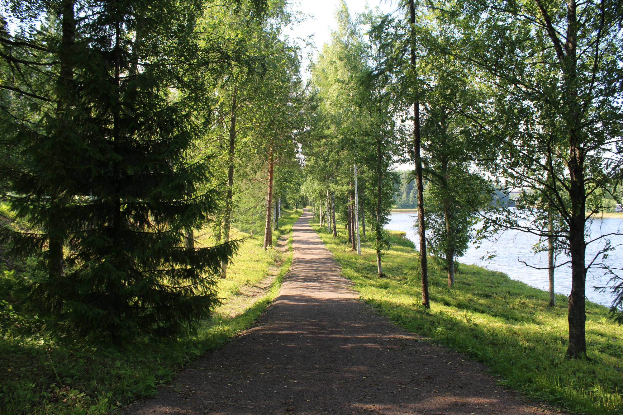 Nature trail going in the middle of trees.