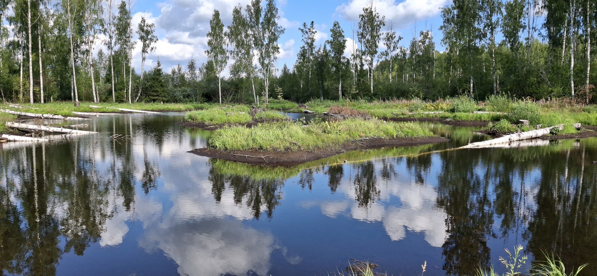 Wetland and green trees.