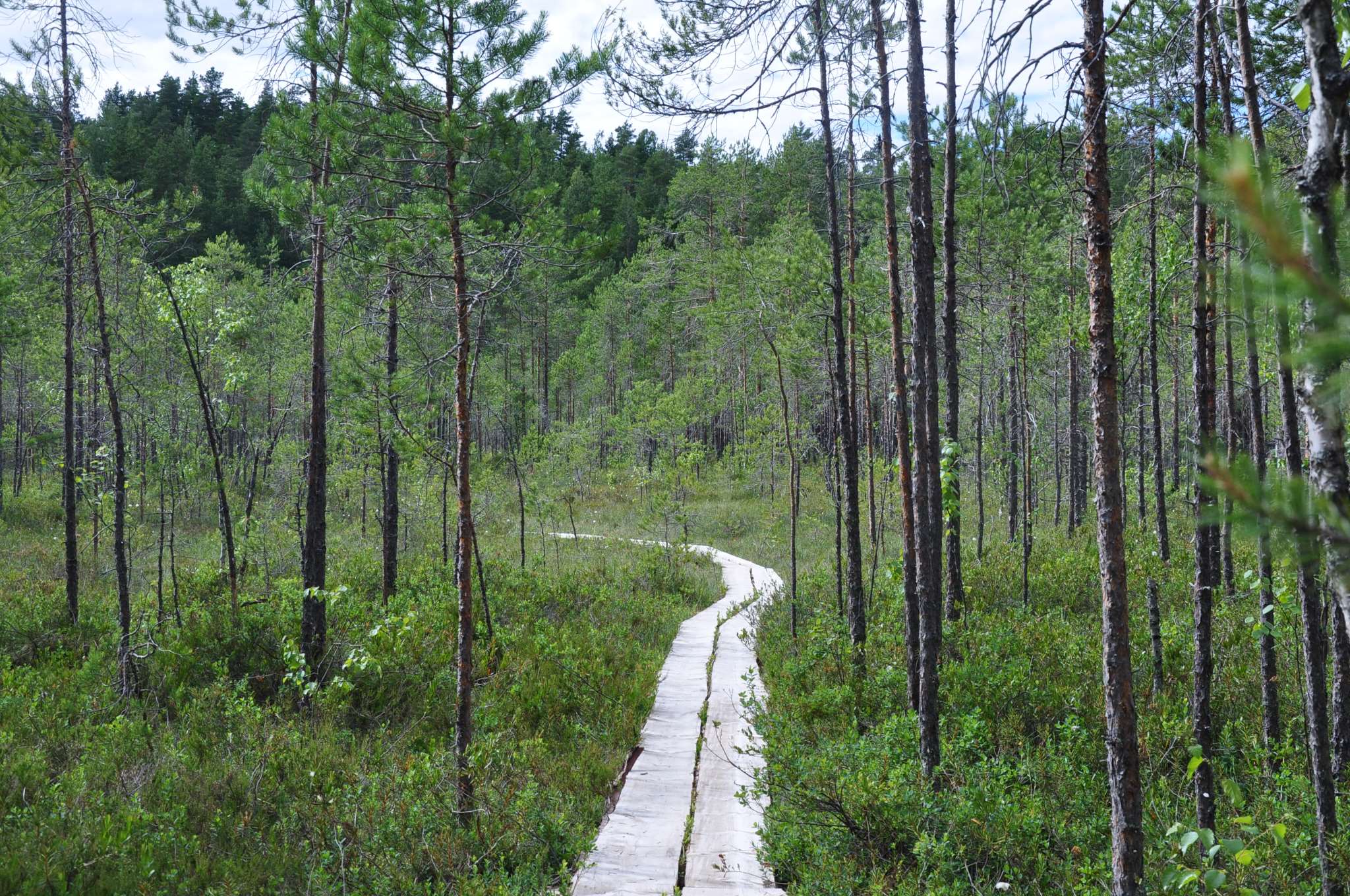 Pitkospuut, jotka kulkevat suon läpi.