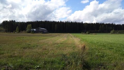 A picture of a field. Behind, green trees.