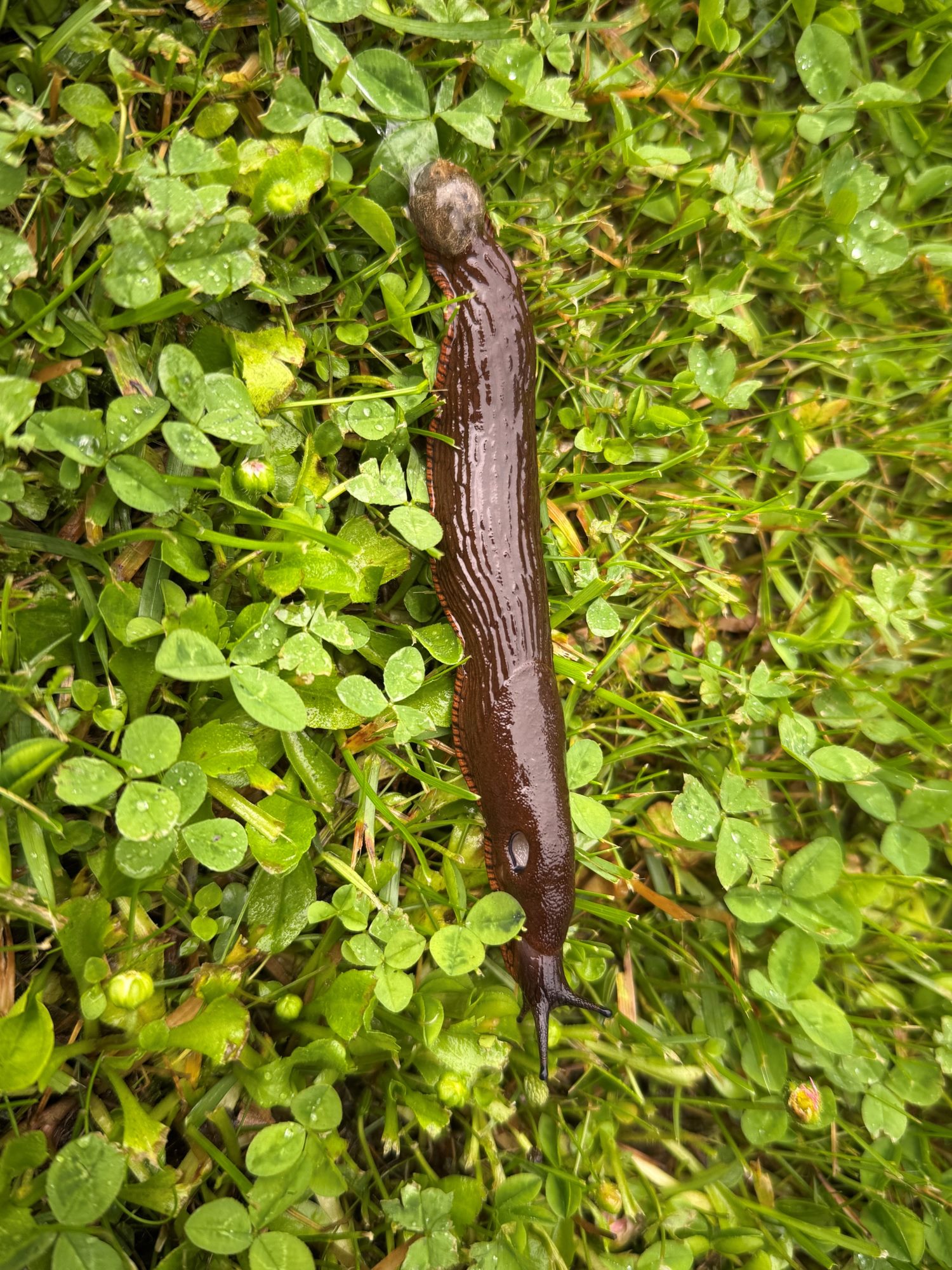 Espanjansiruetana nurmikolla.