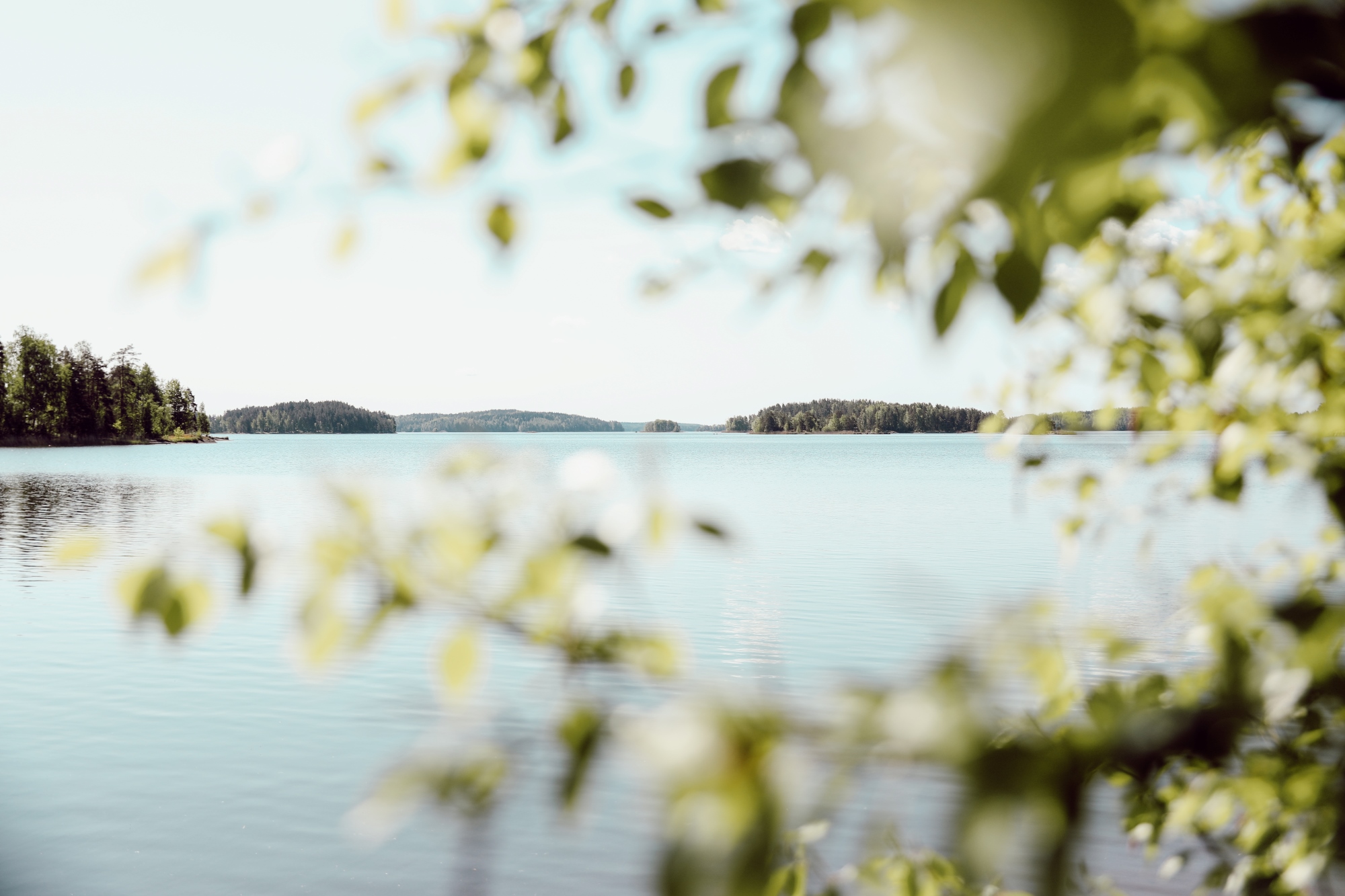 Kesäinen järvimaisema, etualalla lehtipuun oksia.