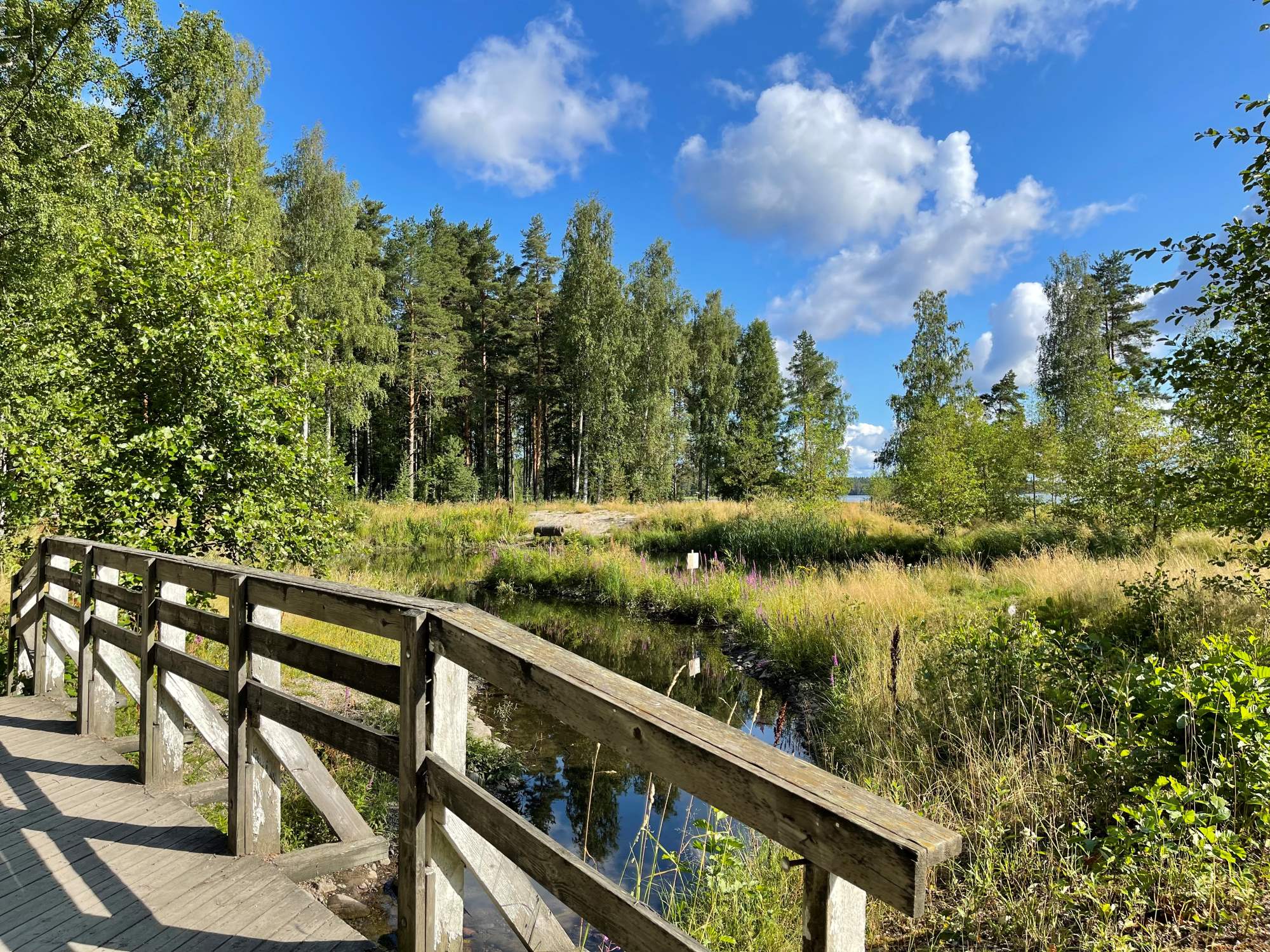 Kosteikkoaluetta puusillalta kuvattuna. Puita ja rehevää luontoa.