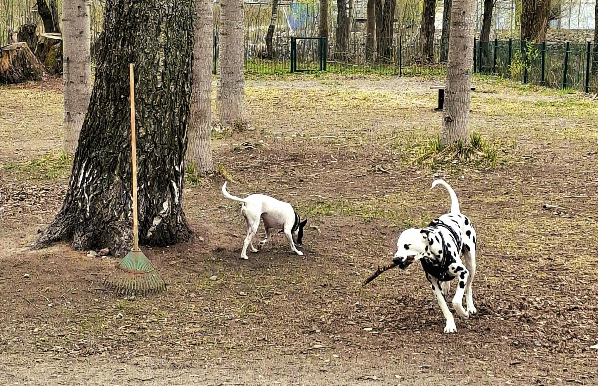 Kaksi koiraa leikkimässä koirapuistossa.