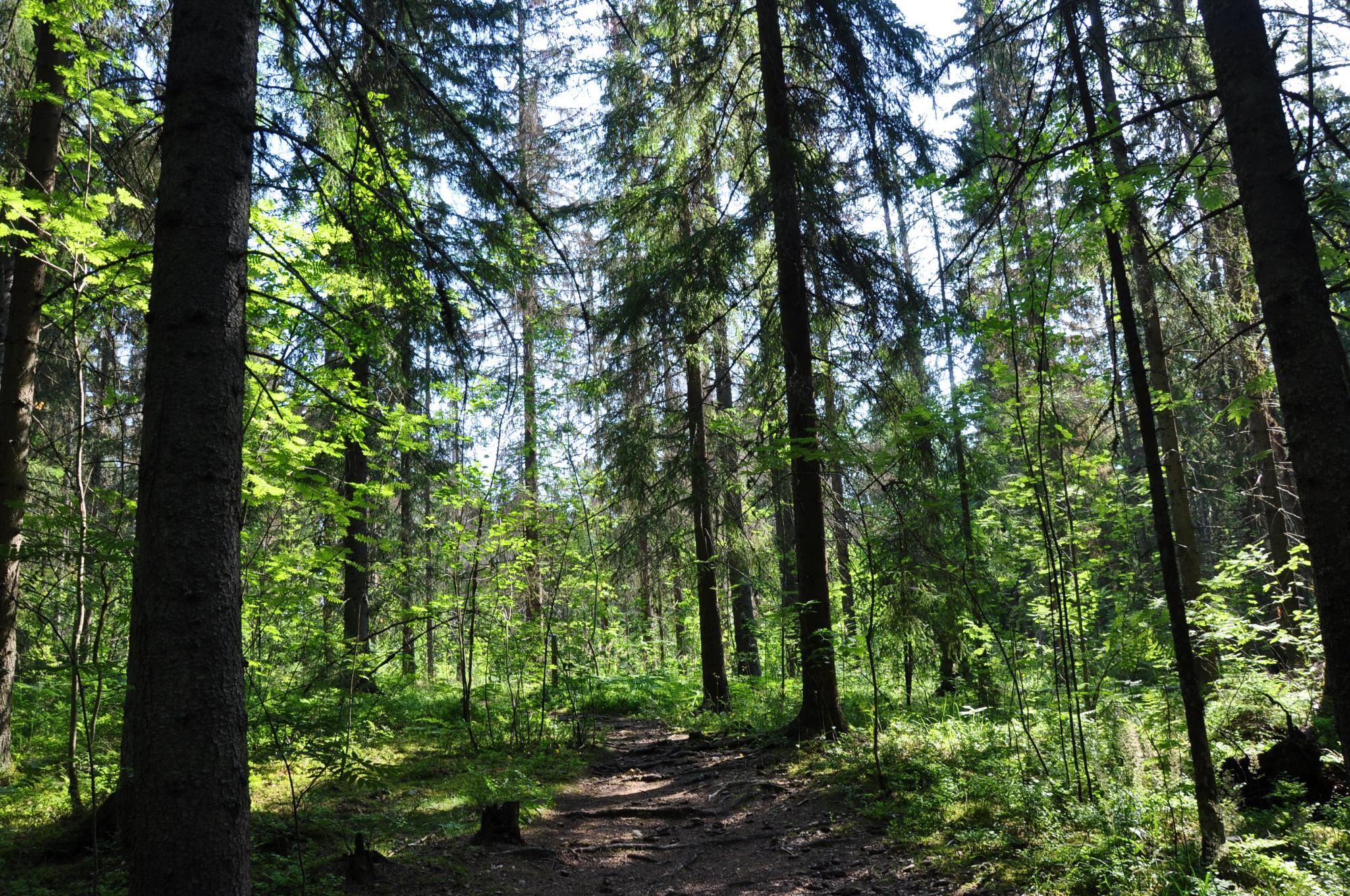 Sekametsää, jossa polkua, aurinko pilkottaa puiden välistä.