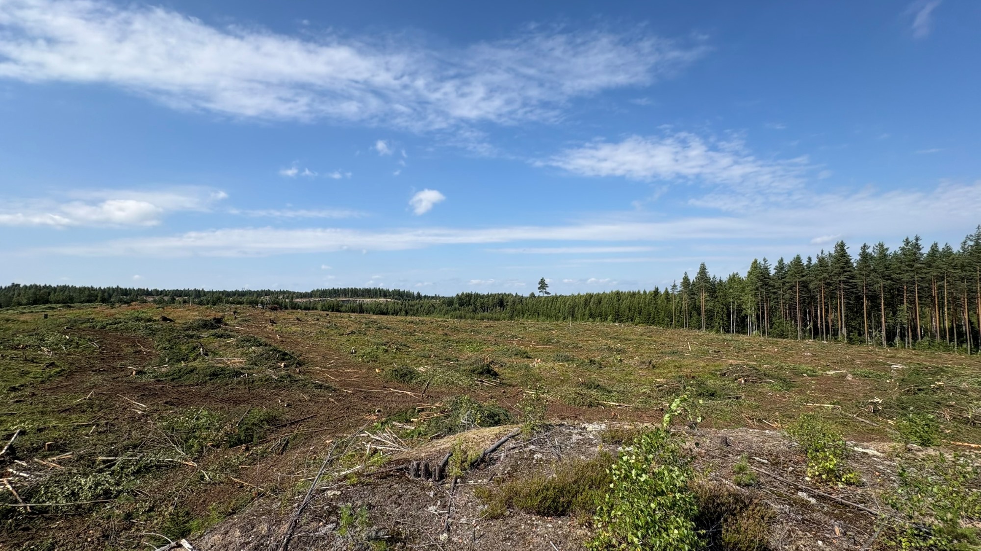 Selkäharjun tontti.